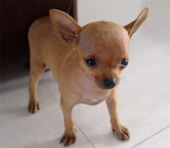 小鹿犬起源和介绍