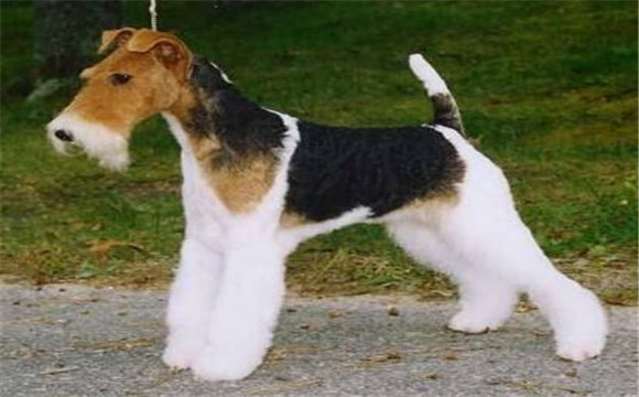 英国猎狐犬的用途是什么