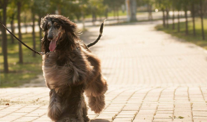 阿富汗猎犬不能吃什么