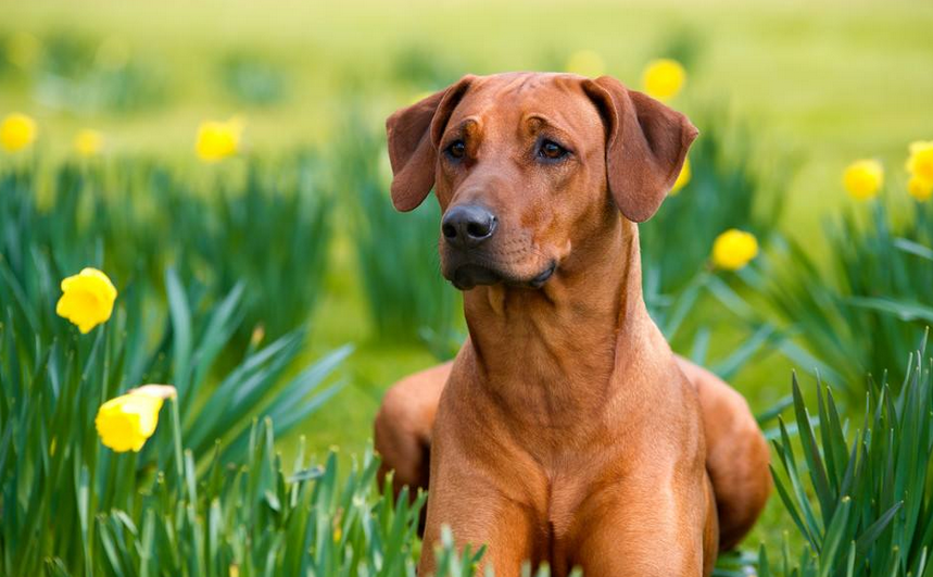罗得西亚脊背犬如何训练