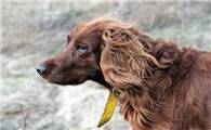 赛特犬吃多了拉稀怎么办