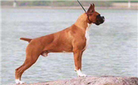 德国拳师犬的寿命一般是多久