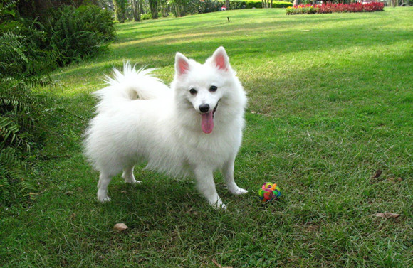 日本银狐标志特征是:立耳,卷尾,咀尖无曲,眼如杏仁,上眼皮有长睫毛