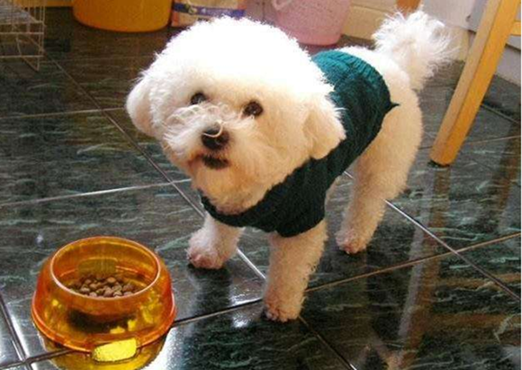 比熊犬的饲养要点有哪些