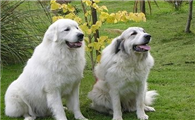 大白熊犬什么颜色好