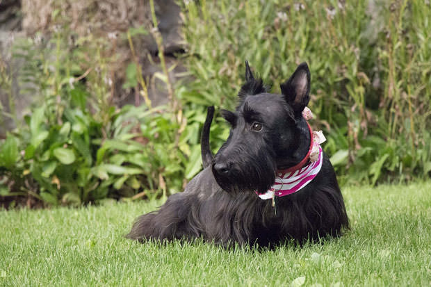 苏格兰梗的排泄物稀疏呈水状,颜色为白色,绿色等一样的颜色;中暑:这种