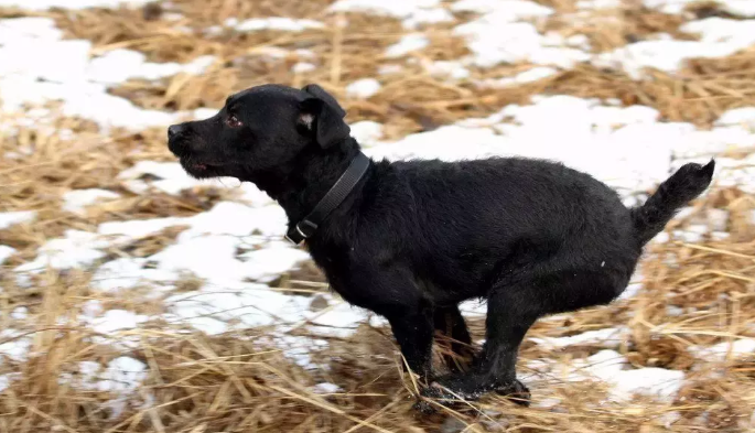 帕特大勒梗攻击性很强吗