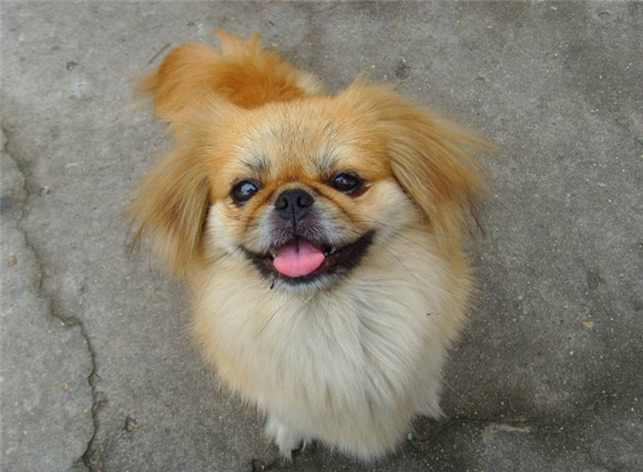 北京犬的原产地在哪里