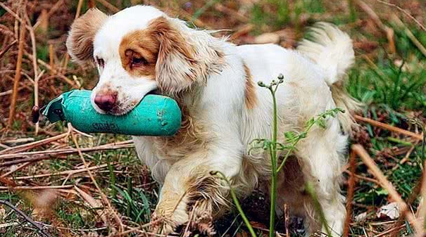 怎么判断克伦伯猎鹬犬得了什么病