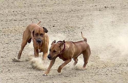罗得西亚脊背犬的起源和历史