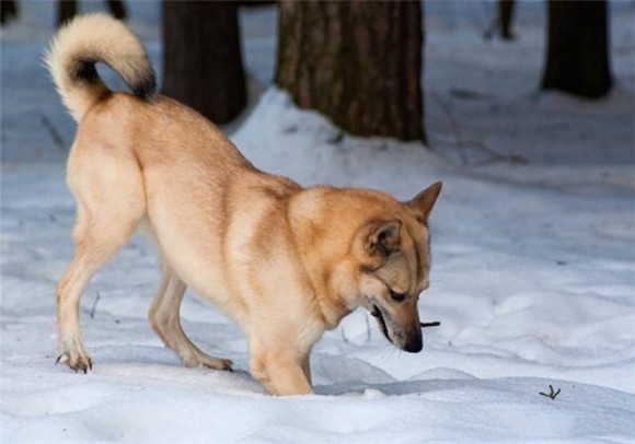 芬兰猎犬如何训练 芬兰猎犬如何训练