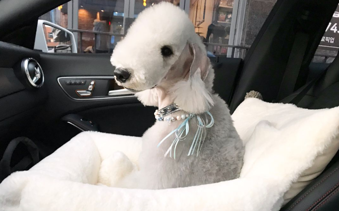 贝灵顿梗为什么不畅销 贝灵顿梗为什么不畅销