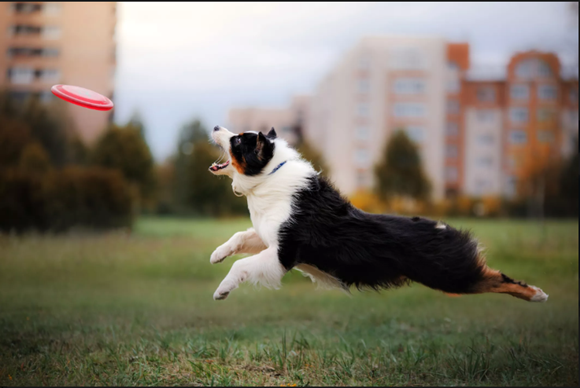 澳大利亚牧羊犬多大产仔