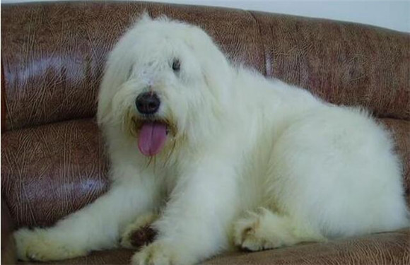 什么东西俄罗斯南部牧羊犬不能吃