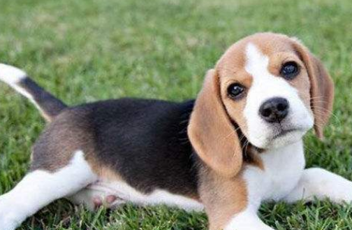 哈利犬需要训练什么