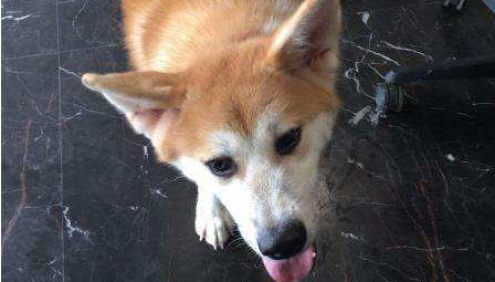 秋田犬的体高是多少 秋田犬的体高是多少