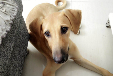 格雷伊猎犬的体重大约是多少