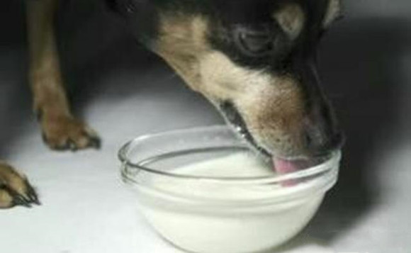 狗狗中毒抽搐是否没救 狗狗中毒抽搐是否没救