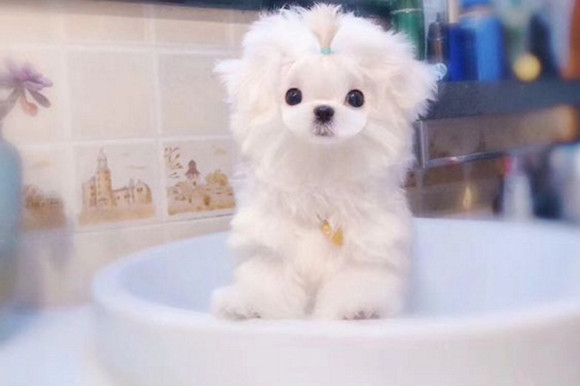 养马尔济斯犬注意事项
