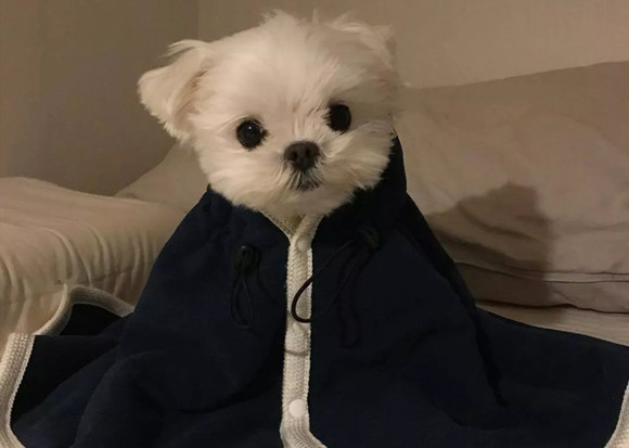 怎么判断马尔济斯犬得了什么病 宠物网问答