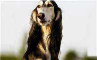 萨路基猎犬有攻击性吗