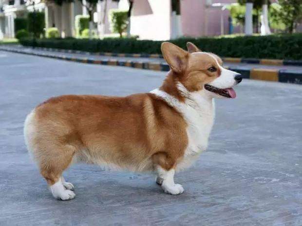 柯基犬和法牛犬哪个好