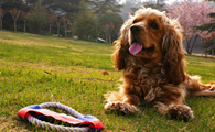 英国可卡犬吃多了吐了怎么办