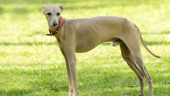 马扎尔犬多少钱一只 马扎尔犬多少钱一只