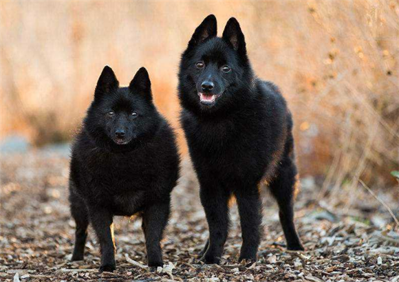 舒柏奇犬窝咳吃什么药最好 舒柏奇犬窝咳吃什么药最好