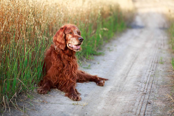 爱尔兰塞特犬多大产仔 爱尔兰塞特犬多大产仔