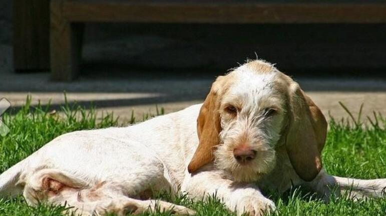 史毕诺犬的寿命一般是多久