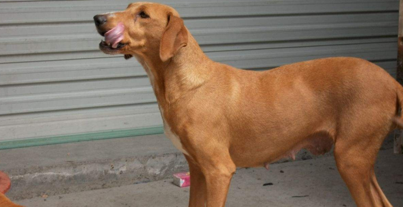 法国指示猎犬聪明吗