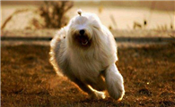 古代长须牧羊犬喜欢什么