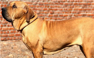 巴西菲勒犬是干什么的