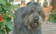 法兰德斯畜牧犬需要训练什么