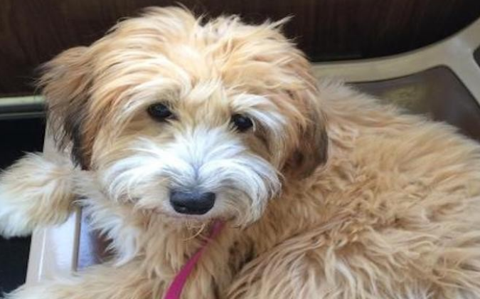 爱尔兰梗该怎么喂养