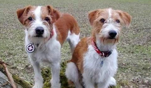 克龙弗兰德犬多少钱一只 克龙弗兰德犬多少钱一只