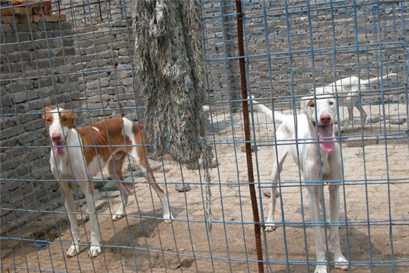 依比沙猎犬的原产地在哪里 依比沙猎犬的原产地在哪里
