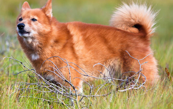 芬兰猎犬的毛色有几种