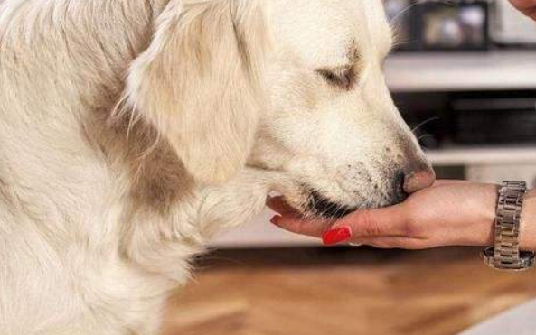 狗狗不能吃的东西清单