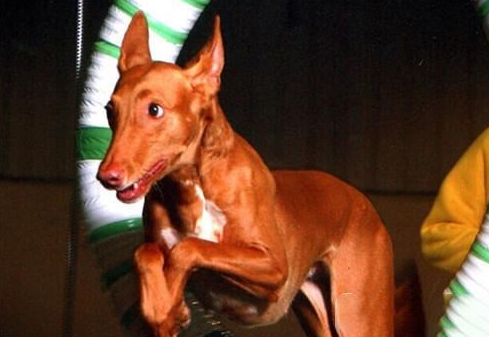 法老王猎犬多大产仔