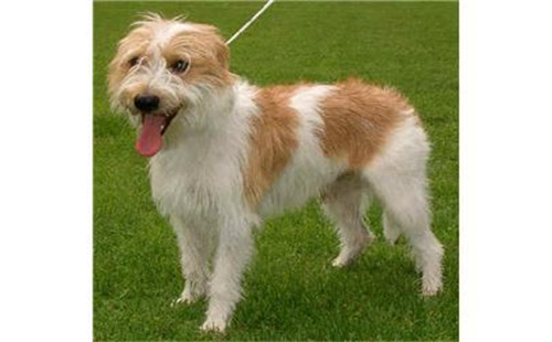 克龙弗兰德犬