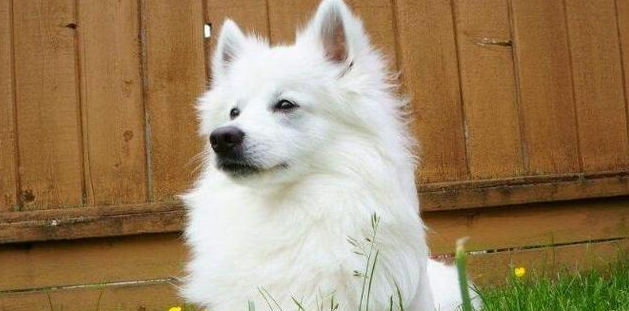 美国爱斯基摩犬的用途是什么 美国爱斯基摩犬的用途是什么