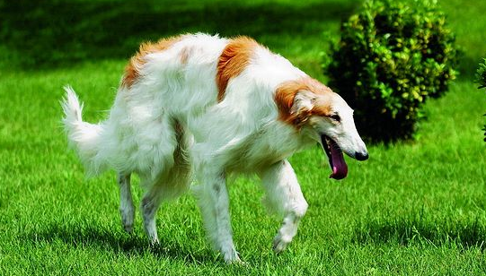 购买苏俄猎狼犬注意些什么 购买苏俄猎狼犬注意些什么