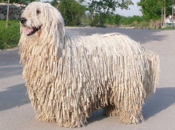 可蒙犬窝咳吃什么药最好
