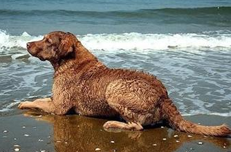 乞沙比克猎犬的寿命一般是多久