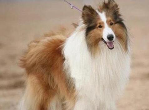 苏格兰牧羊犬不能吃什么