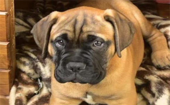 马士提夫犬多少钱一只 马士提夫犬多少钱一只