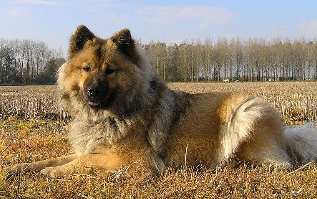 欧亚大陆犬的用途是什么