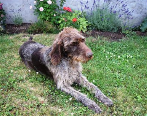 德国长毛指示犬的原产地在哪里 宠物网问答